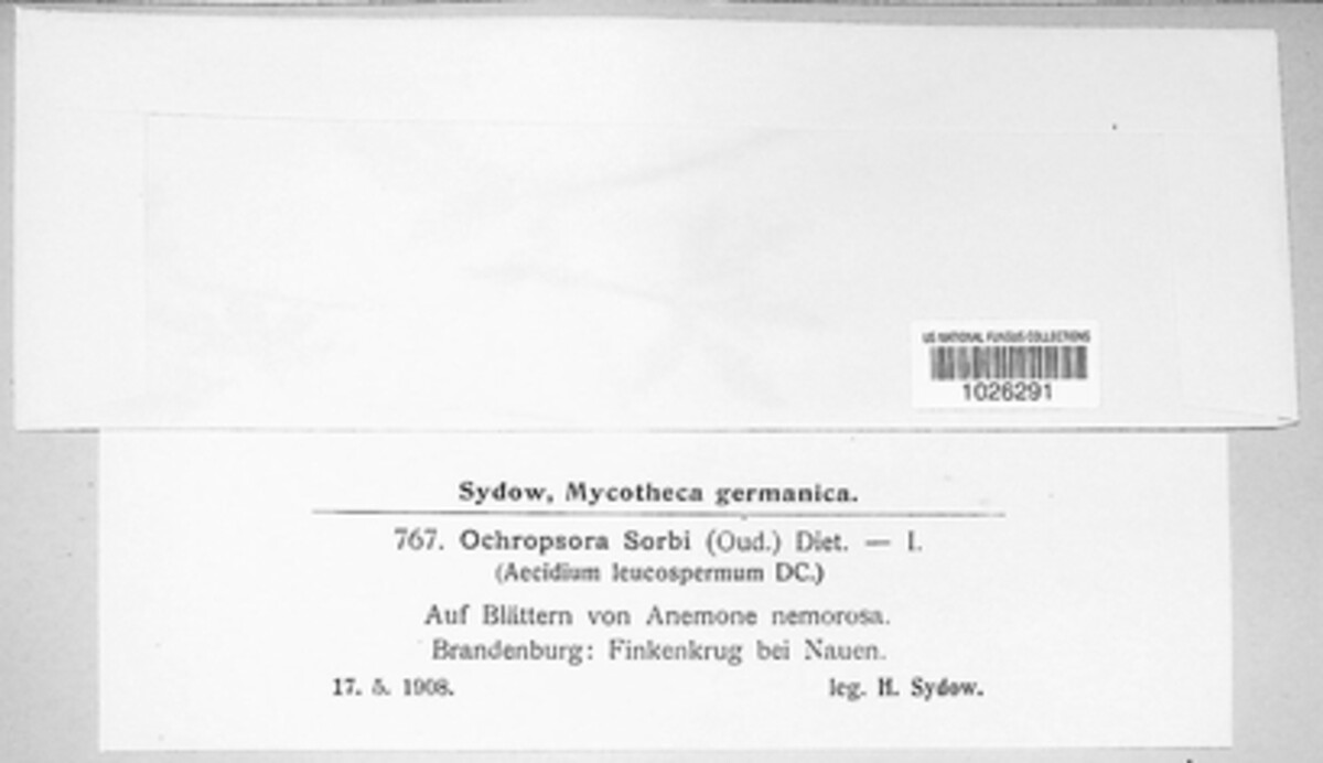 Ochropsoraceae image